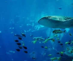 Whale Shark, the Biggest, the Kindest