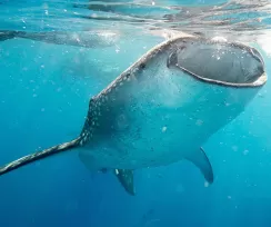 Swim with the whale sharks, a Mexican Caribbean summer trip highlight