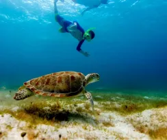 TURTLE AND CENOTE ADVENTURE