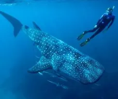 Whale Shark Adventure
