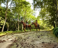 Horse Back Riding -RB