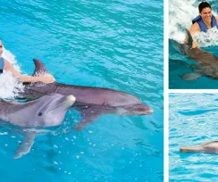 DOLPHIN DISCOVERY SEA LIFE